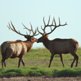 Schmidt Ranch - Elk