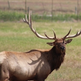 Schmidt Ranch - Elk